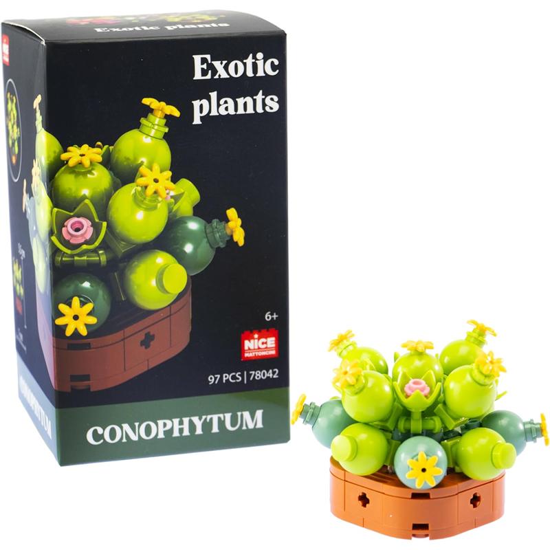 Plantas exóticas construcción Conophytum