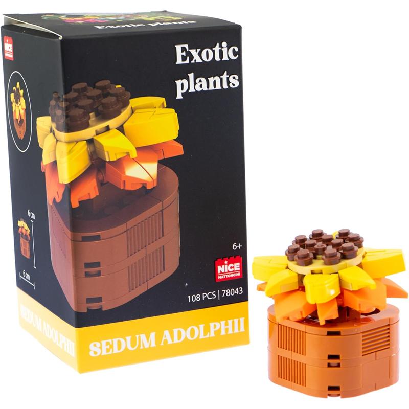 Plantas exóticas construcción Sedum Adolphii