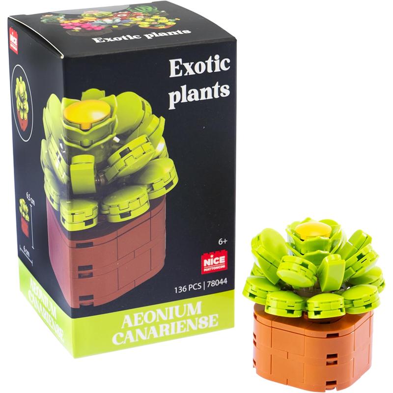 Plantas exóticas construcción Aeonium canariense