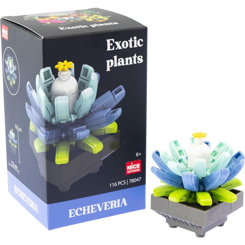 Plantas exóticas construcción Echeveria