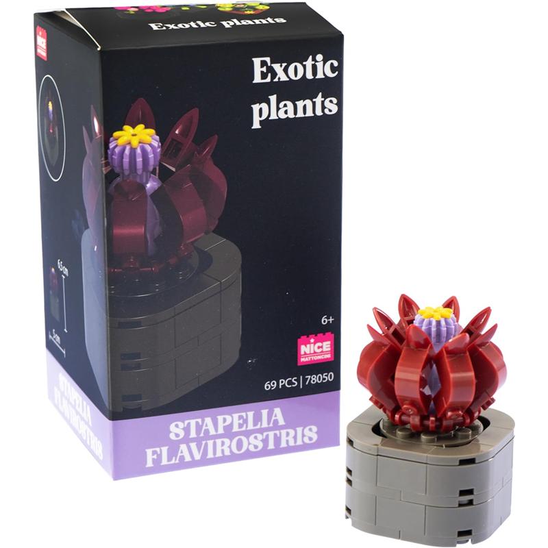 Plantas exóticas construcción Stapelia Flavirostri