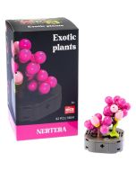 Plantas exóticas construcción Nertera