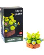 Plantas exóticas construcción Conophytum