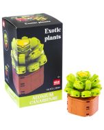 Plantas exóticas construcción Aeonium canariense