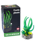 Plantas exóticas construcción Abuca Spiralis