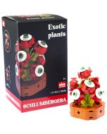 Plantas exóticas construcción Schlumbergera