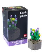 Plantas exóticas construcción Sanseviera Velvet