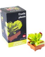 Plantas exóticas construcción Dionae Muscipula