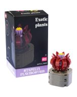 Plantas exóticas construcción Stapelia Flavirostri
